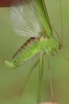 Phaneroptera falcata