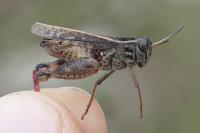 Calliptamus italicus