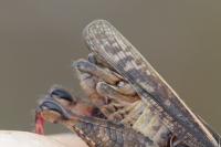 Calliptamus italicus