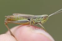 Euchorthippus declivus