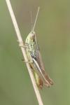 Euchorthippus declivus