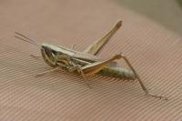 Euchorthippus declivus
