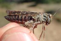 Calliptamus italicus