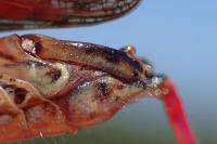 Calliptamus italicus