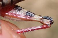 Calliptamus italicus