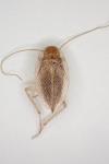 Planuncus vinzi