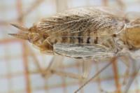 Planuncus vinzi