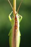 Conocephalus fuscus fuscus