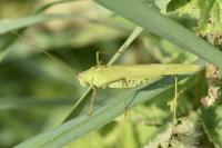 Phaneroptera falcata
