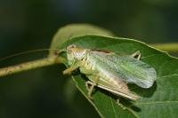 Tettigonia cantans