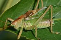 Tettigonia cantans