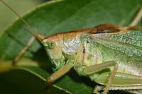 Tettigonia cantans