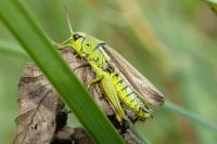 Stethophyma grossum