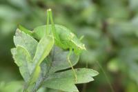 Leptophyes punctatissima