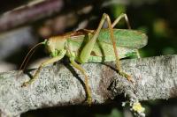 Tettigonia cantans