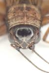 Nemobius sylvestris sylvestris