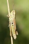 Euchorthippus declivus