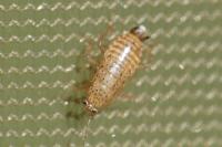 Ectobius pallidus