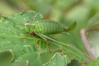 Leptophyes punctatissima