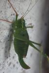 Leptophyes punctatissima