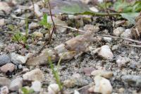 Sphingonotus caerulans