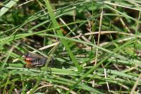 Omocestus rufipes