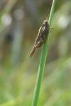 Tetrix ceperoi ceperoi