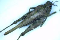 Tetrix ceperoi ceperoi