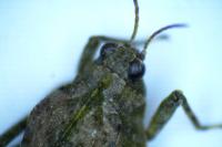 Tetrix ceperoi ceperoi