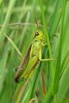 Stethophyma grossum