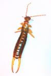 Apterygida albipennis