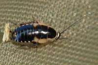 Ectobius sylvestris