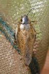 Ectobius lapponicus