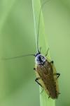 Ectobius sylvestris