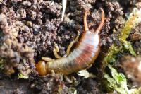 Chelidurella