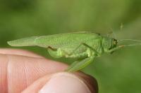 Phaneroptera nana