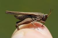 Tetrix subulata
