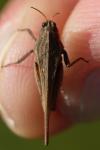 Tetrix subulata