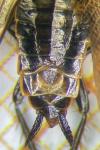 Ectobius sylvestris