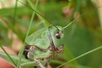 Decticus verrucivorus verrucivorus