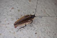 Ectobius sylvestris