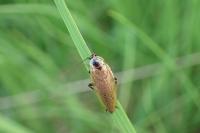Ectobius lapponicus