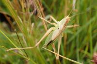 Tettigonia viridissima