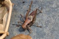 Pholidoptera griseoaptera