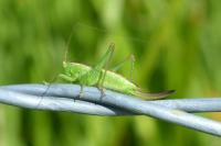Conocephalus dorsalis