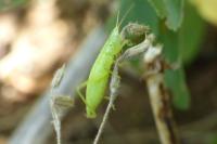 Ruspolia nitidula
