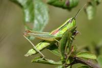 Euthystira brachyptera brachyptera