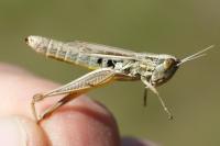 Euchorthippus declivus
