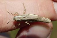 Euchorthippus declivus