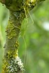 Meconema thalassinum